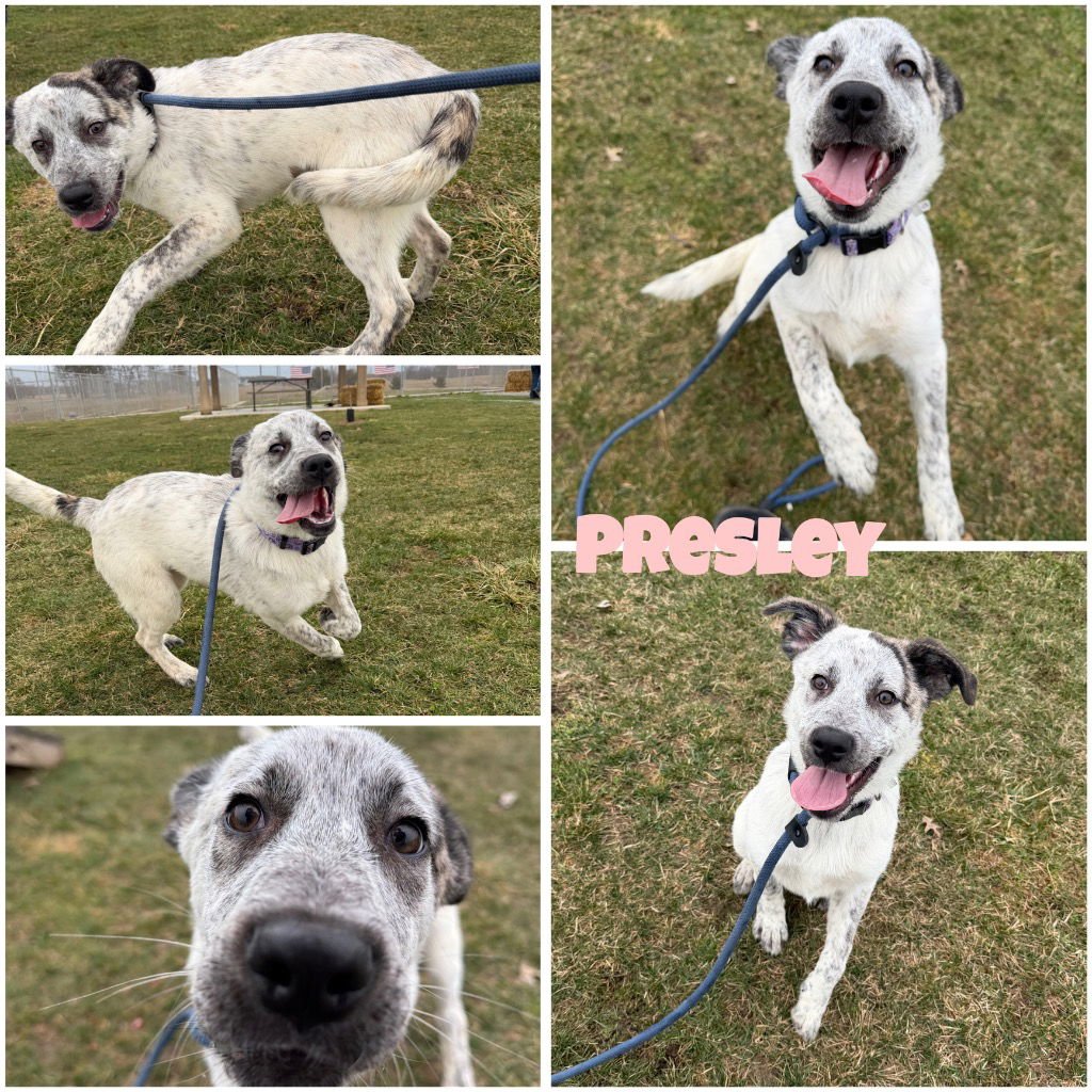PRESLEY - Great Pyrenees available for adoption