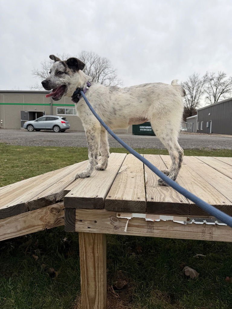 PRESLEY - Great Pyrenees available for adoption