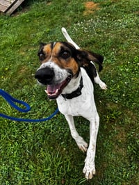 Boone - Photo 4