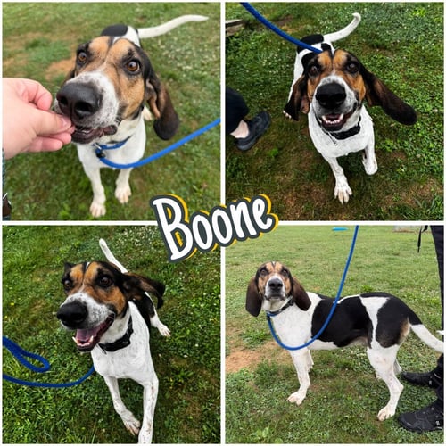 BOONE - Hound available for adoption