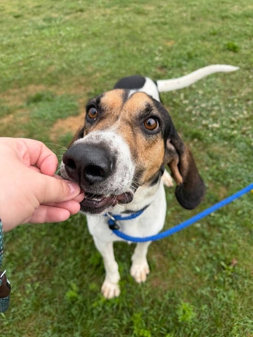 BOONE - Hound available for adoption
