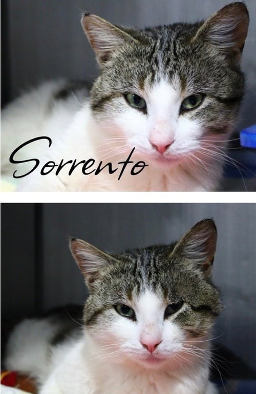 SORRENTO - Domestic Short Hair available for adoption