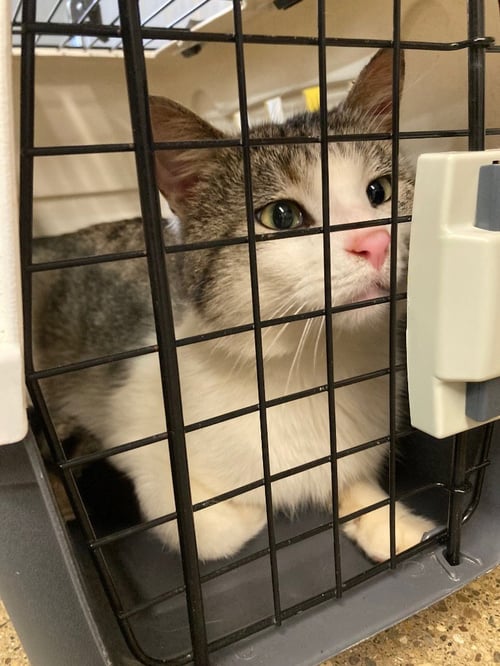 SORRENTO - Domestic Short Hair available for adoption