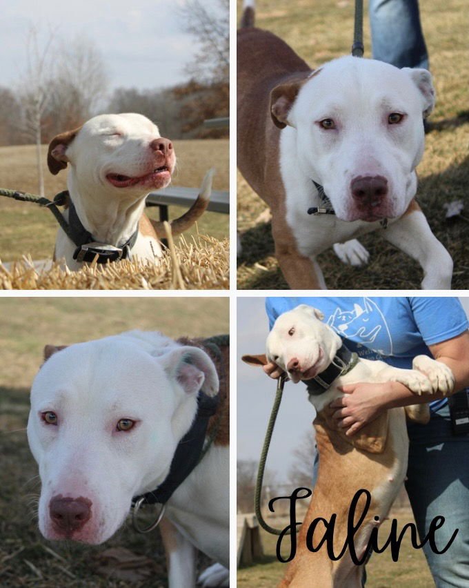 FALINE - American Staffordshire Terrier / Bull Terrier available for adoption