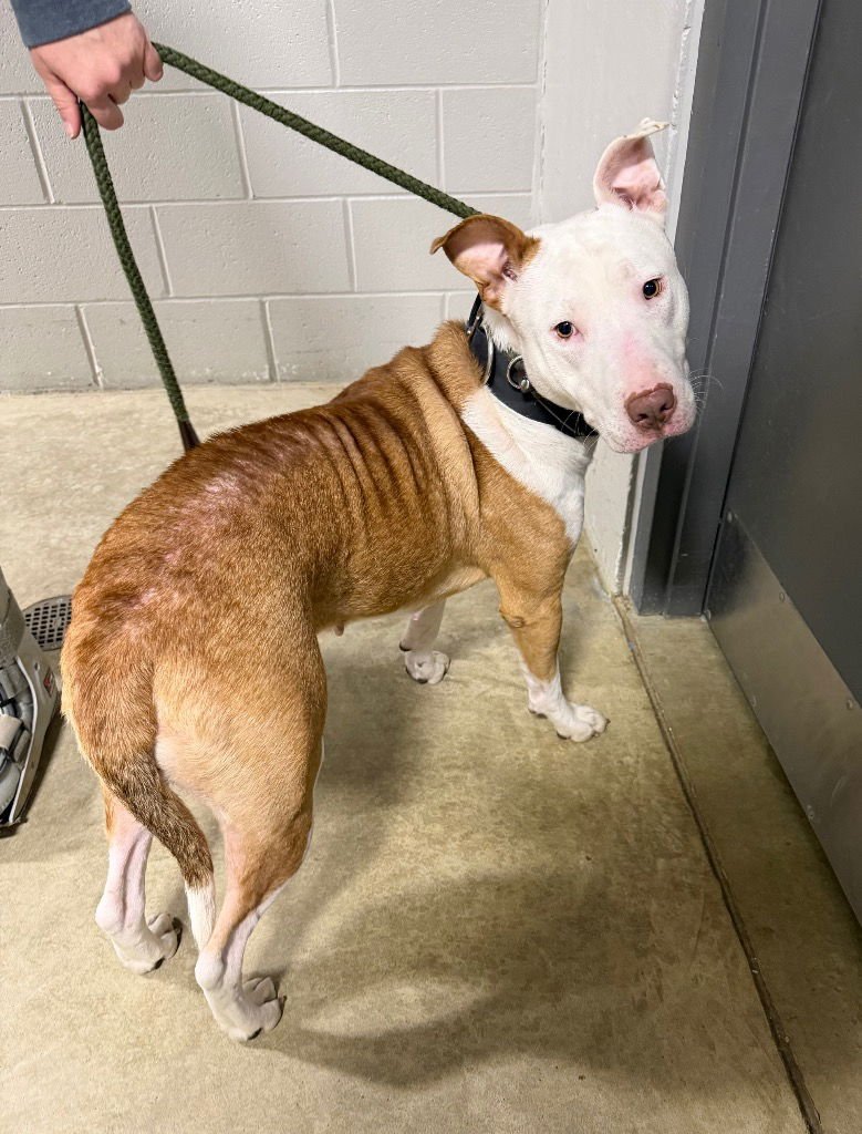 FALINE - American Staffordshire Terrier / Bull Terrier available for adoption