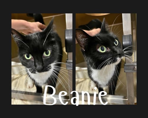 BEANIE- FRONT DECLAWED - Domestic Short Hair available for adoption