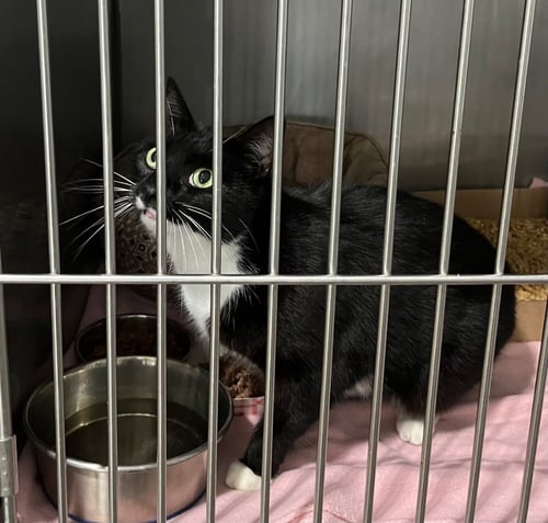 BEANIE- FRONT DECLAWED - Domestic Short Hair available for adoption