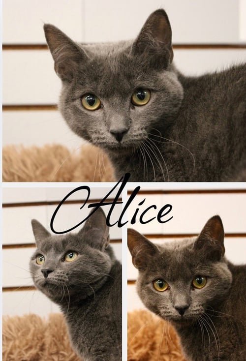 ALICE - Domestic Short Hair available for adoption