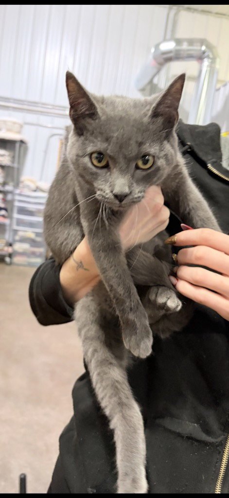 ALICE - Domestic Short Hair available for adoption