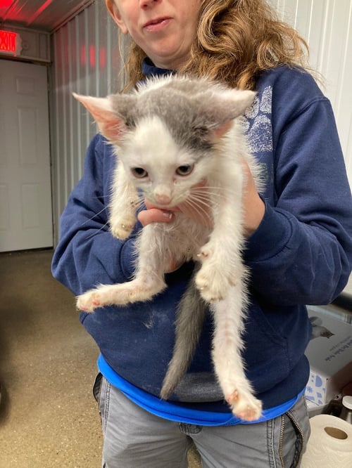 CARABINER - Domestic Short Hair available for adoption