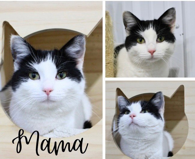 MAMA - Domestic Short Hair available for adoption