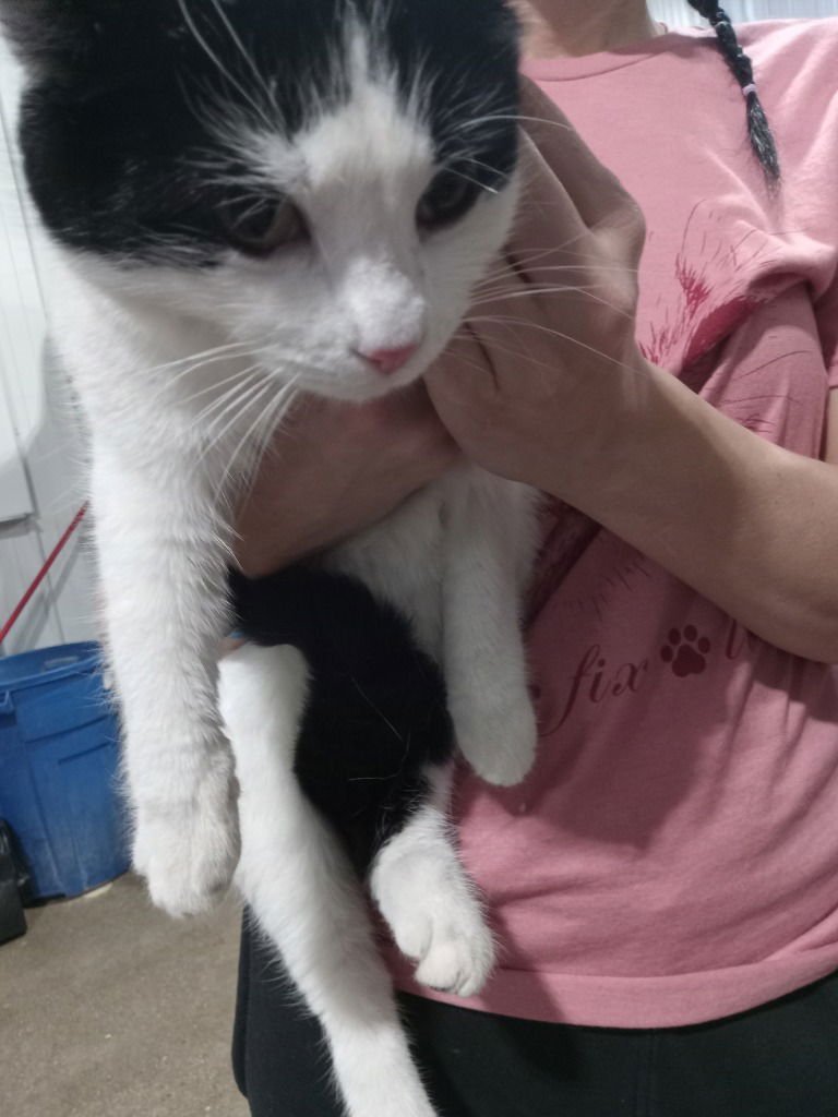 MAMA - Domestic Short Hair available for adoption