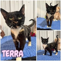 Terra - Photo 3