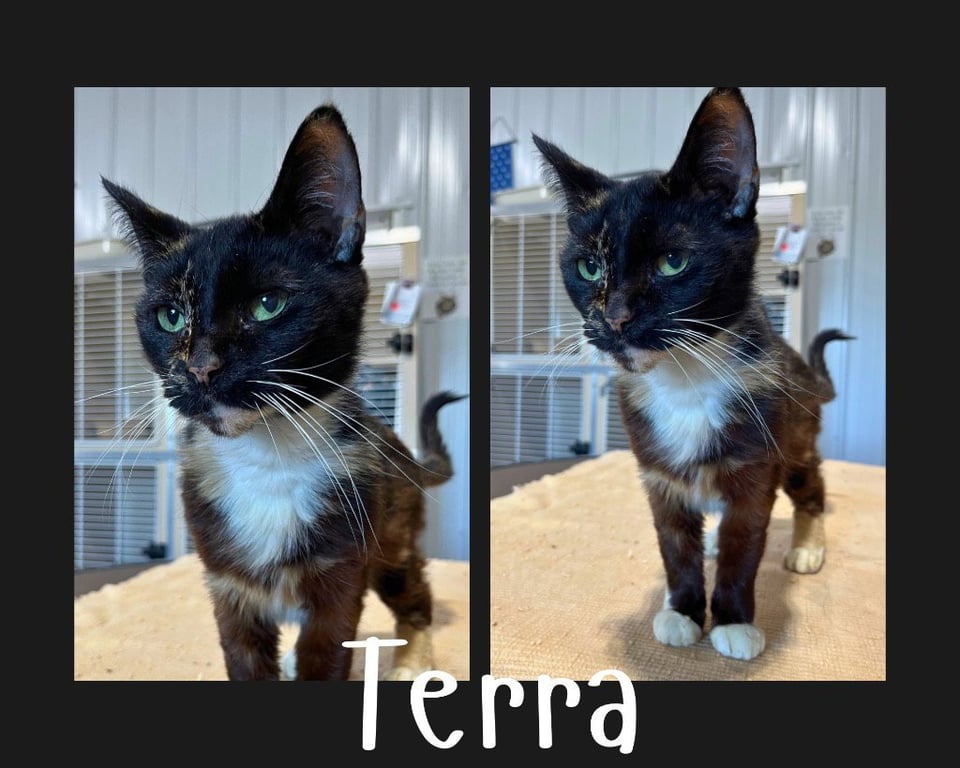 Terra Image