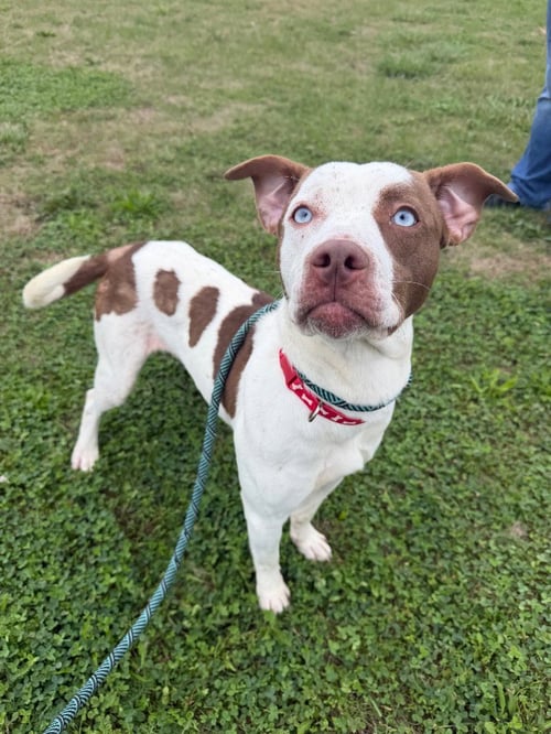 DIXON - American Staffordshire Terrier available for adoption