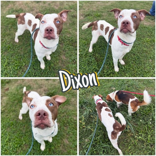 DIXON - American Staffordshire Terrier available for adoption