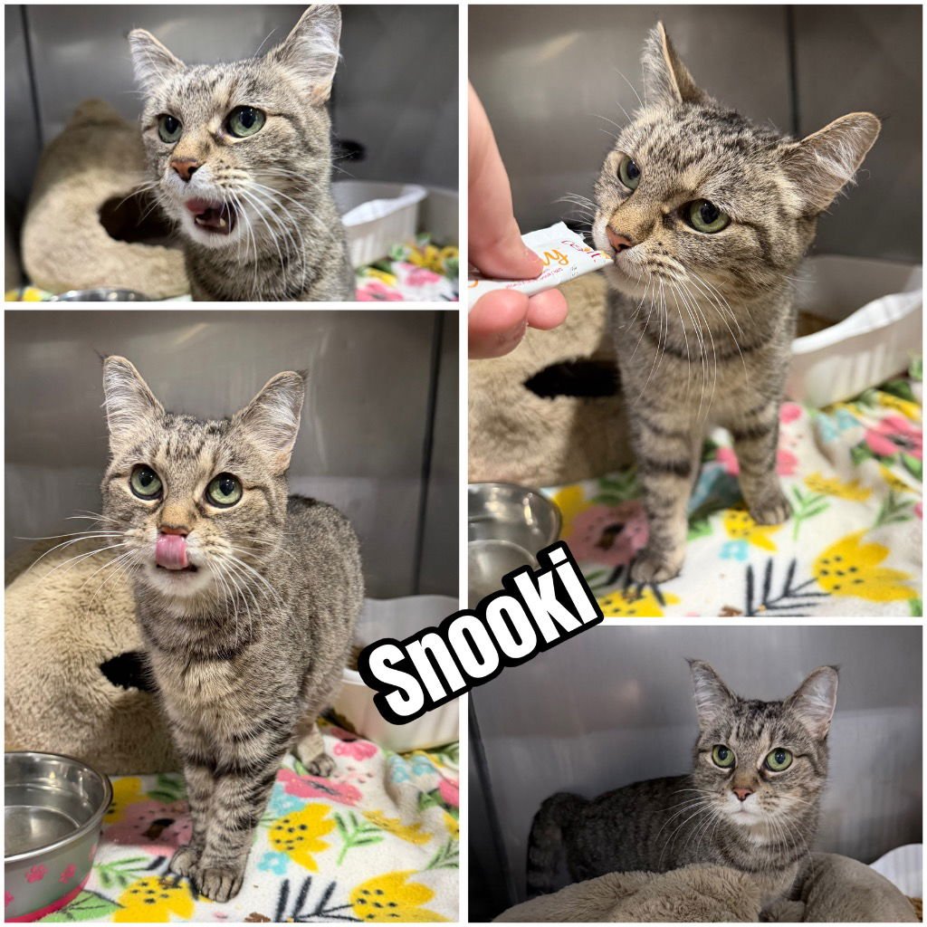 SNOOKI - Domestic Short Hair available for adoption