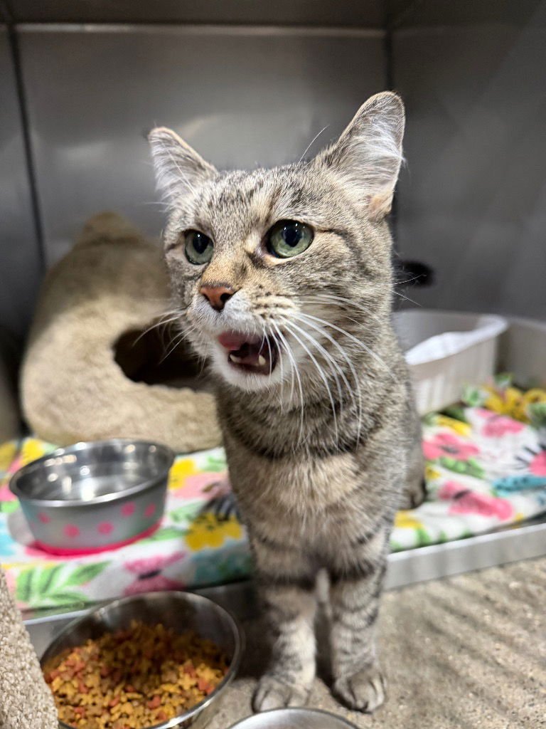 SNOOKI - Domestic Short Hair available for adoption