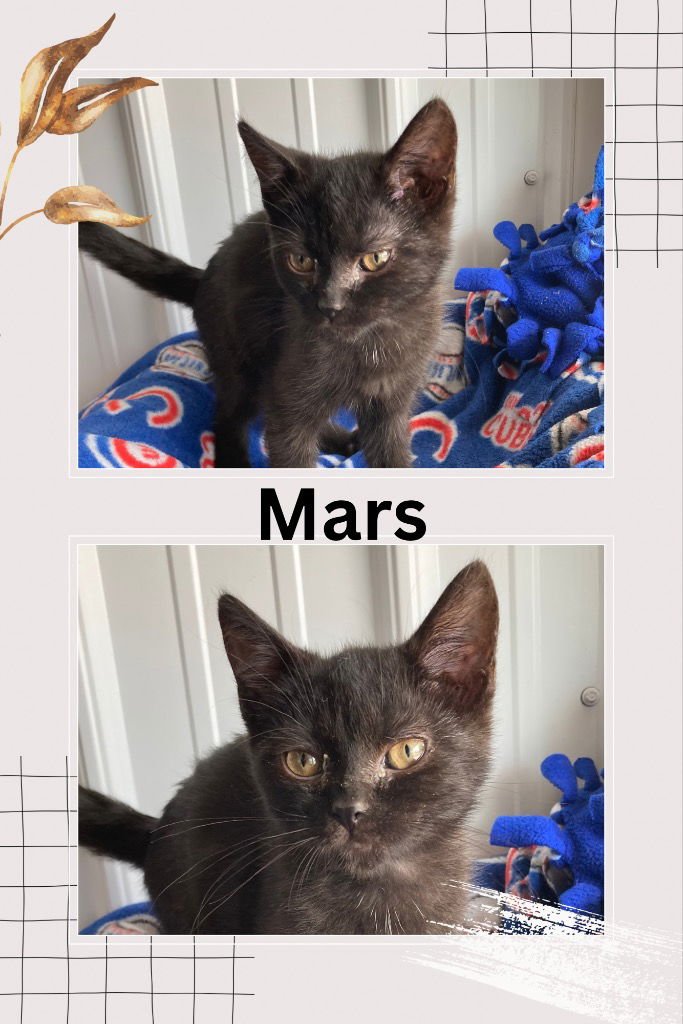 MARS - SILO - Domestic Short Hair available for adoption