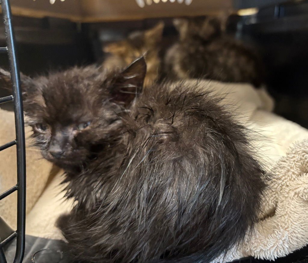 MARS - SILO - Domestic Short Hair available for adoption