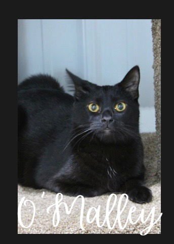 O'MALLEY- SHOP CAT - Domestic Short Hair available for adoption