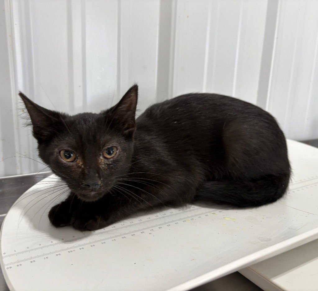 O'MALLEY- SHOP CAT - Domestic Short Hair available for adoption