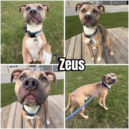 ZEUS - American Staffordshire Terrier for adoption in Fort Wayne