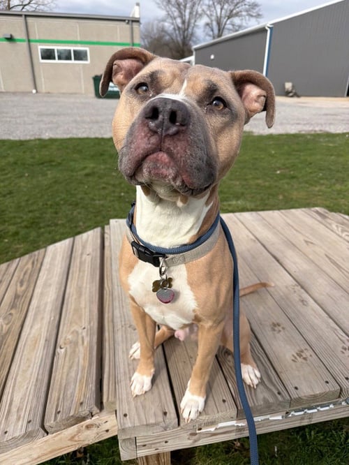 ZEUS - American Staffordshire Terrier available for adoption
