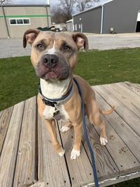 Zeus - Photo 4