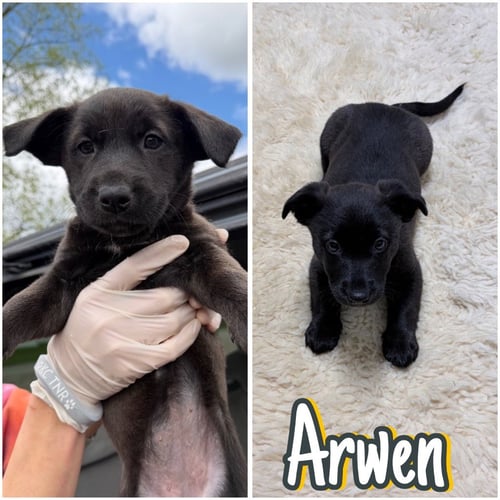 ARWEN