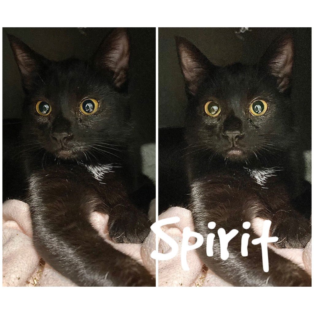 SPIRIT - SILO - Domestic Short Hair available for adoption