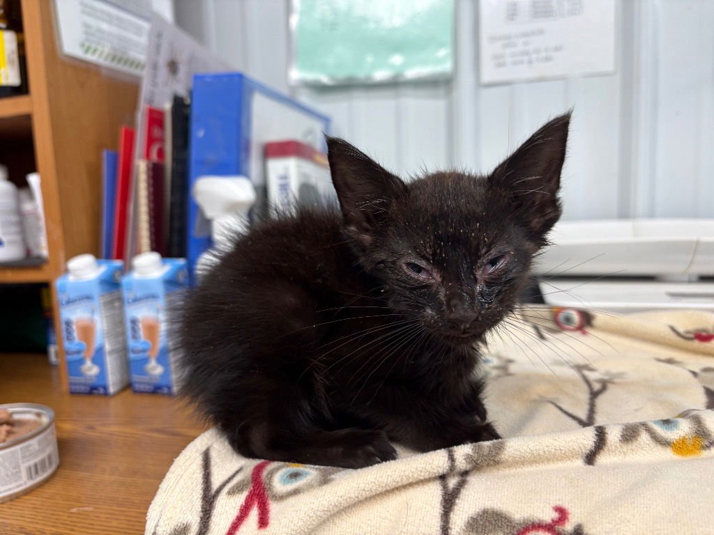 SPIRIT - SILO - Domestic Short Hair available for adoption