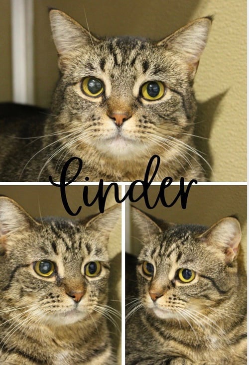 CINDER - LONG TERM RESIDENT- RETIRED MOMMA - Domestic Short Hair available for adoption