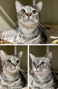 Cinder - Long Term Resident- retired momma - Photo 4