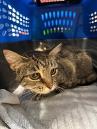Cinder - Long Term Resident- retired momma - Photo 4