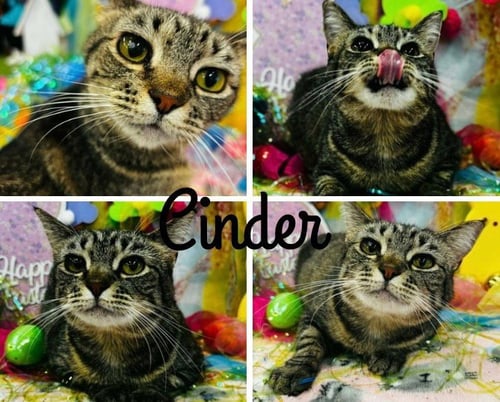 CINDER - LONG TERM RESIDENT- RETIRED MOMMA - Domestic Short Hair available for adoption
