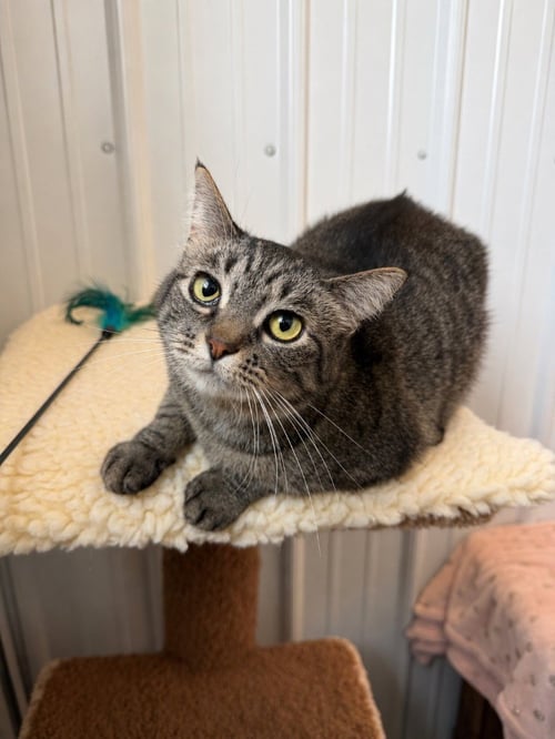 CINDER - LONG TERM RESIDENT- RETIRED MOMMA - Domestic Short Hair available for adoption