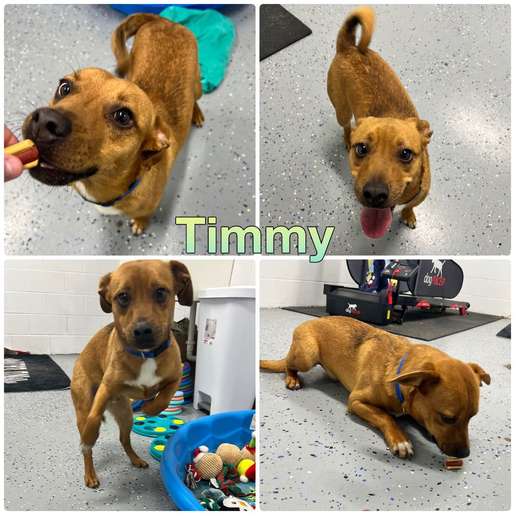 Timmy - Photo 1