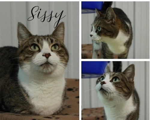 SISSY - Domestic Short Hair available for adoption