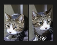 Sissy - Photo 2