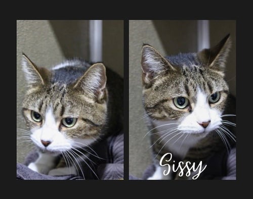 SISSY - Domestic Short Hair available for adoption