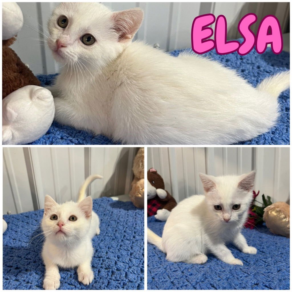 SUSHI - Domestic Short Hair available for adoption