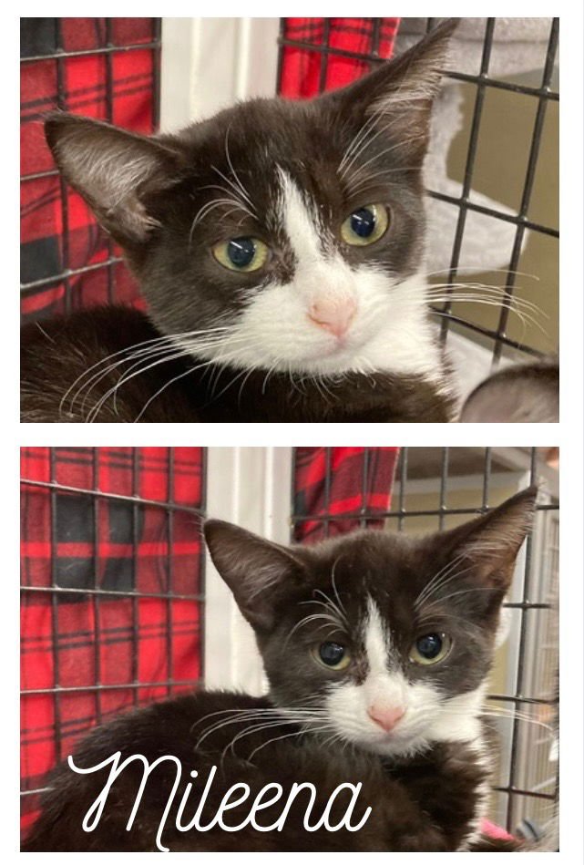MILEENA - Domestic Short Hair available for adoption