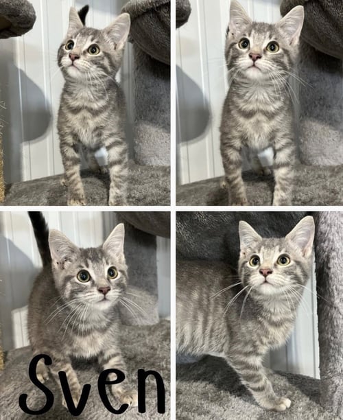 SVEN - Domestic Short Hair for adoption in Fort Wayne
