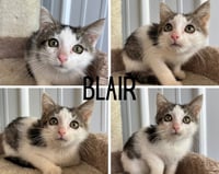 Blair - Photo 1