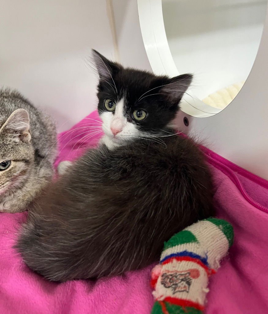 CALLUM - Domestic Medium Hair available for adoption