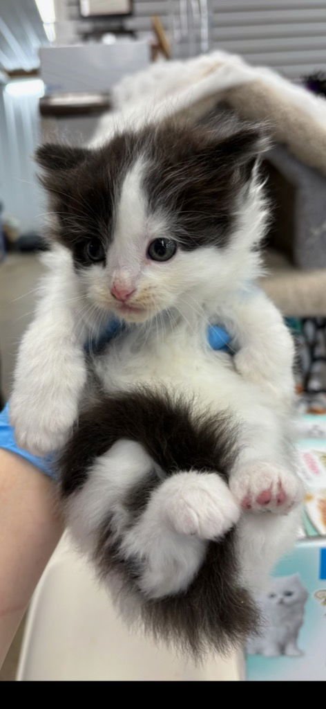 CALLUM - Domestic Medium Hair available for adoption