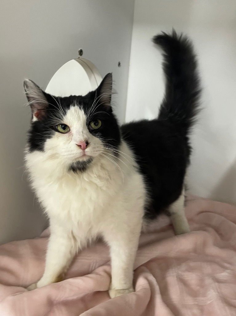 SPUN- SILO - Domestic Long Hair available for adoption