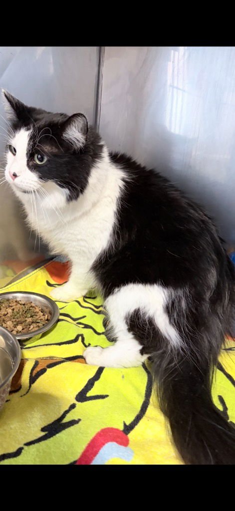 SPUN- SILO - Domestic Long Hair available for adoption