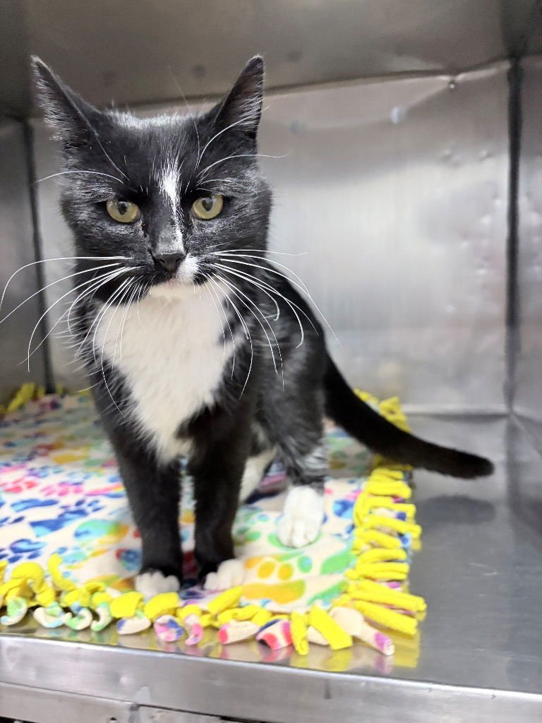 MILKY WAY - FEE WAIVED - Domestic Short Hair / Domestic Medium Hair available for adoption